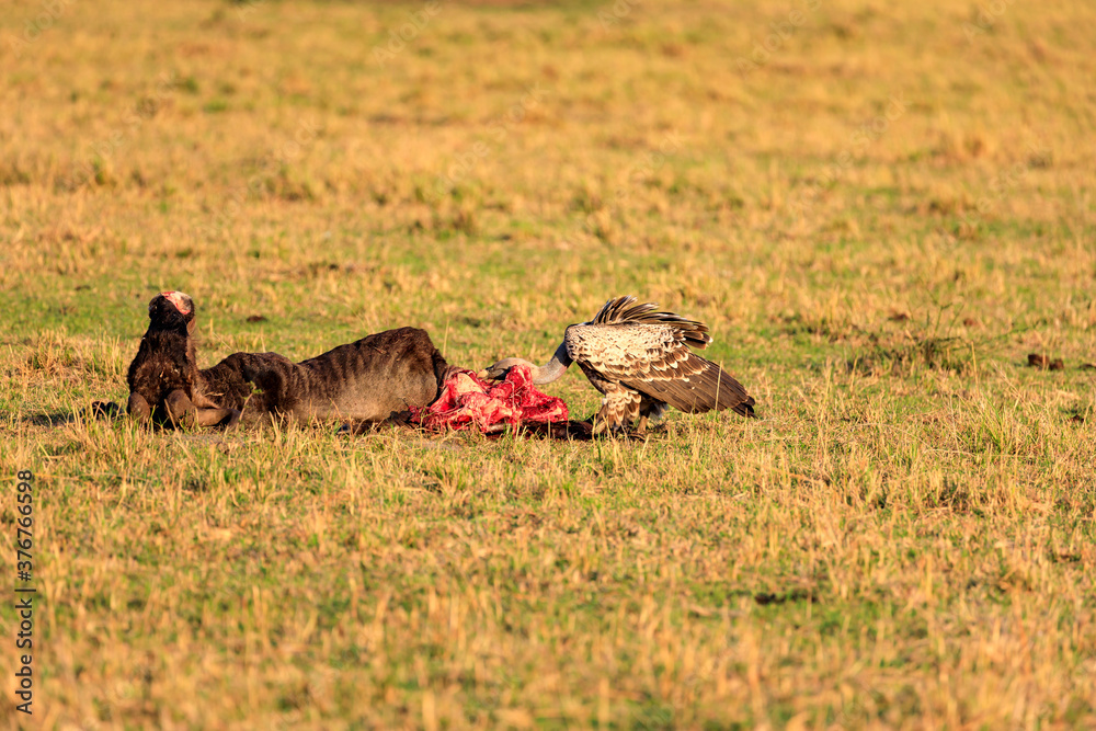 Εκτύπωση καμβά Aasgeier fressen an einem Gnu. Safari in der Masai Mara, Kenia.