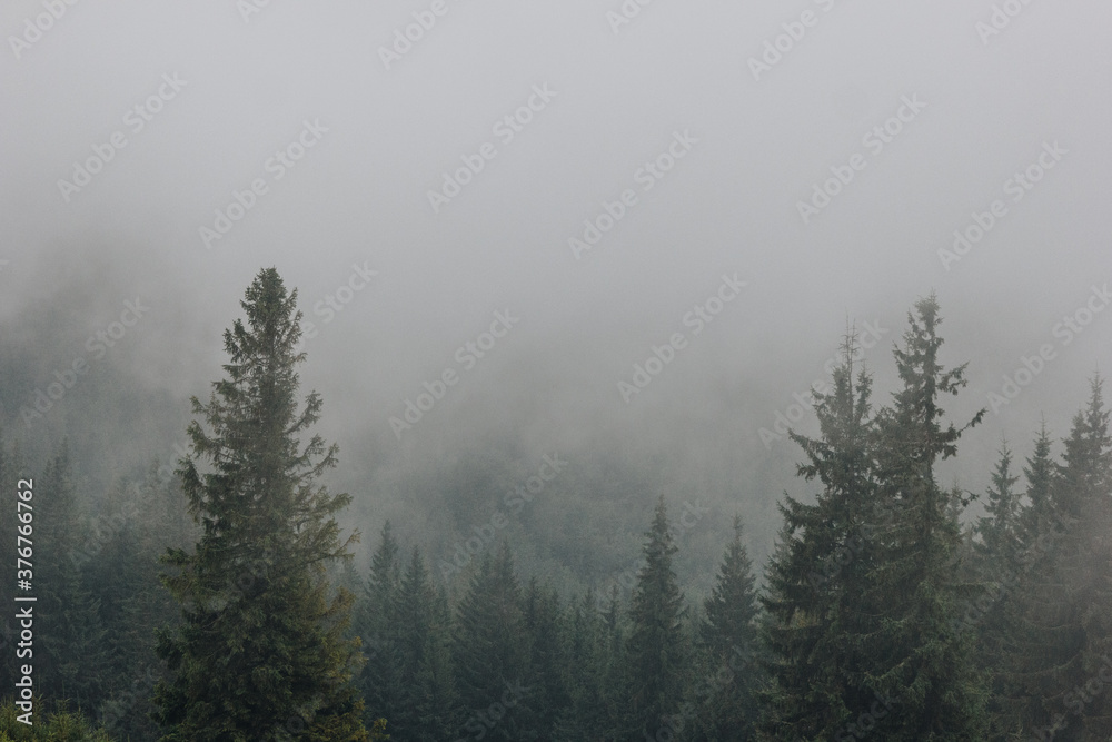 Obraz premium Beautiful landscape in the Carpathians