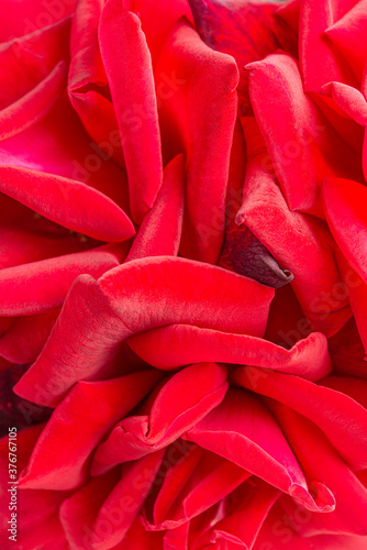 A Bunch Of Velvety Red Rose Petals