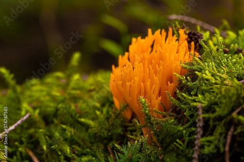 Calocera viscosa (English yellow stagshorn) is a jelly fungus, member of the Dacrymycetales. It is common and its bright colour makes it stand out in its habitat. It grows on decaying conifer wood