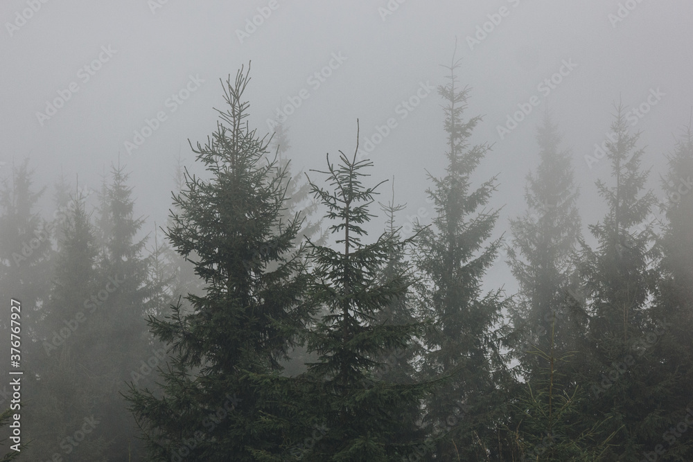 Beautiful landscape in the Carpathians