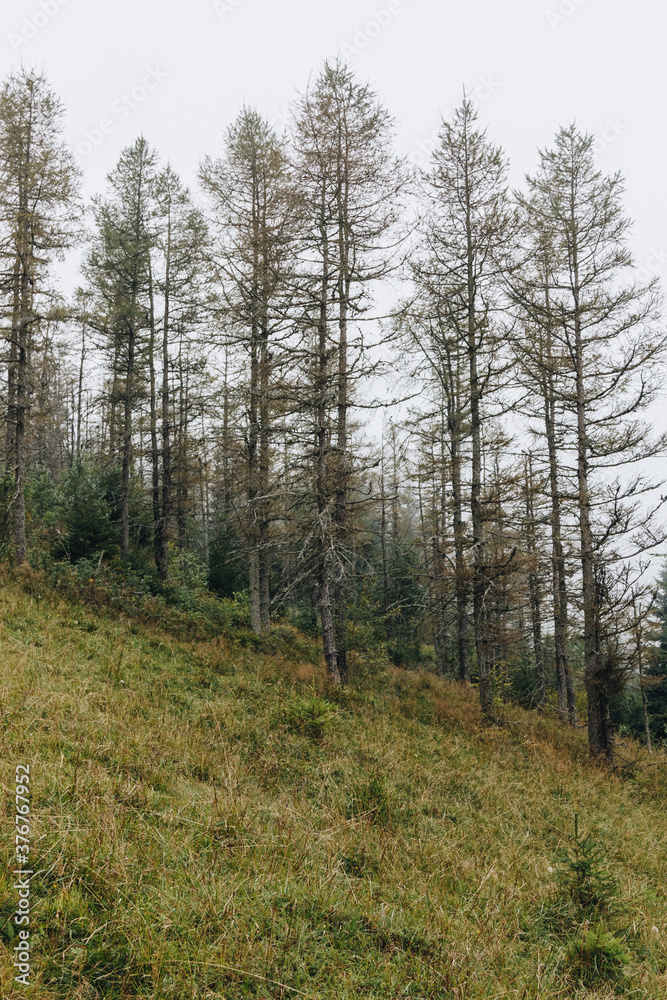 Beautiful landscape in the Carpathians Beautiful landscape in the Carpathians