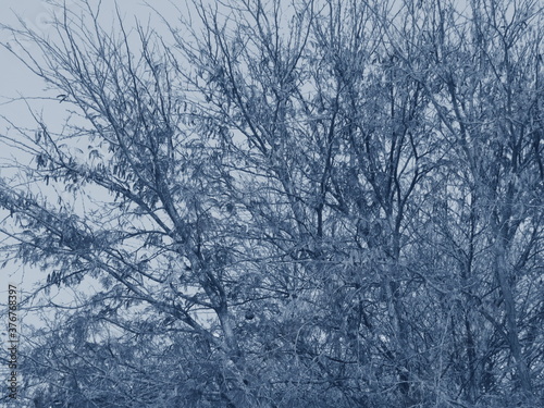 snow covered tree © Augustine