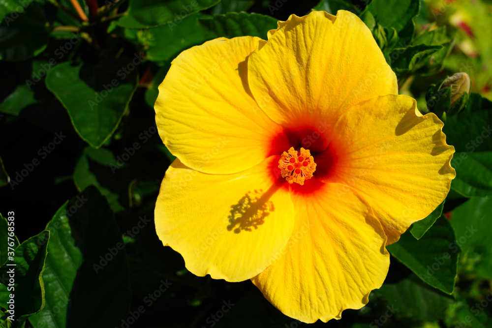 Yellow, orange and red hibiscus flower in bloom Yellow, orange and red hibiscus flower in bloom