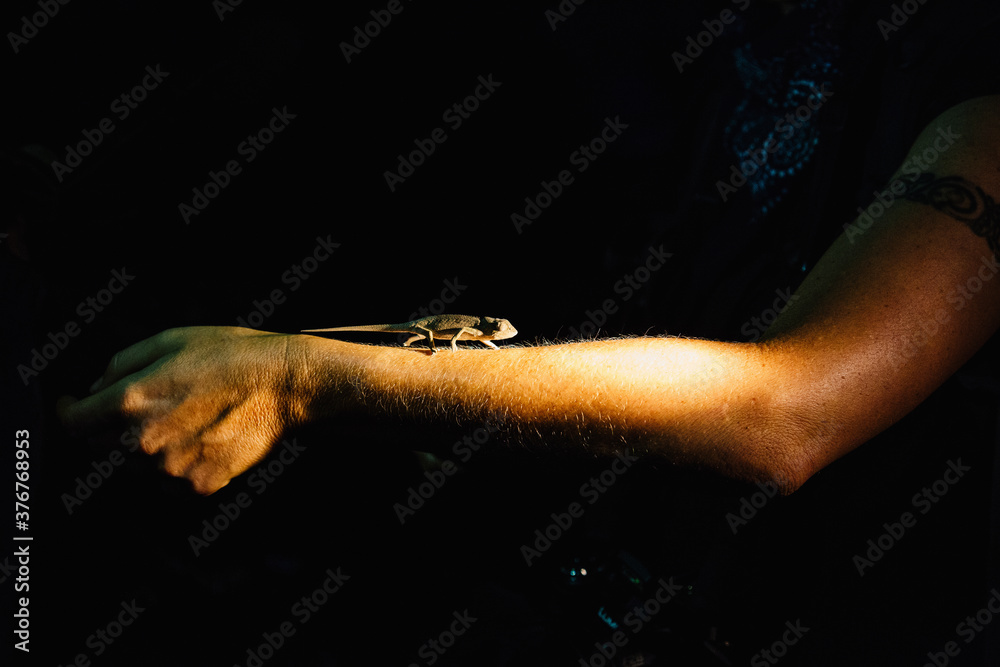 Chameleon on arm at night, Kirindy Mitea National Park, Madagascar, Africa Chameleon on arm at night, Kirindy Mitea National Park, Madagascar, Africa