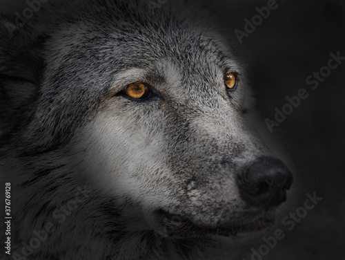 dark wolf close up
