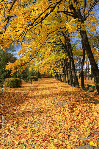 An alley in the park of yellow leaves of autumn leaves