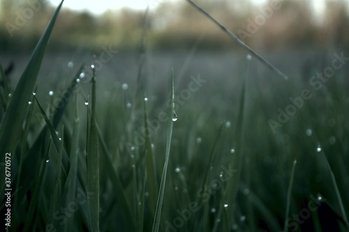 Early morning dew drops on green grass in spring meadow