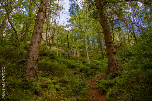 majestic green nature wood land landscape photography of highland forest brown trail and foliage wilderness environment