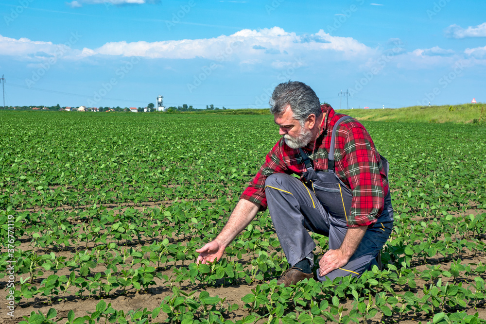 Fototapeta premium Farmer in a field of soybeans