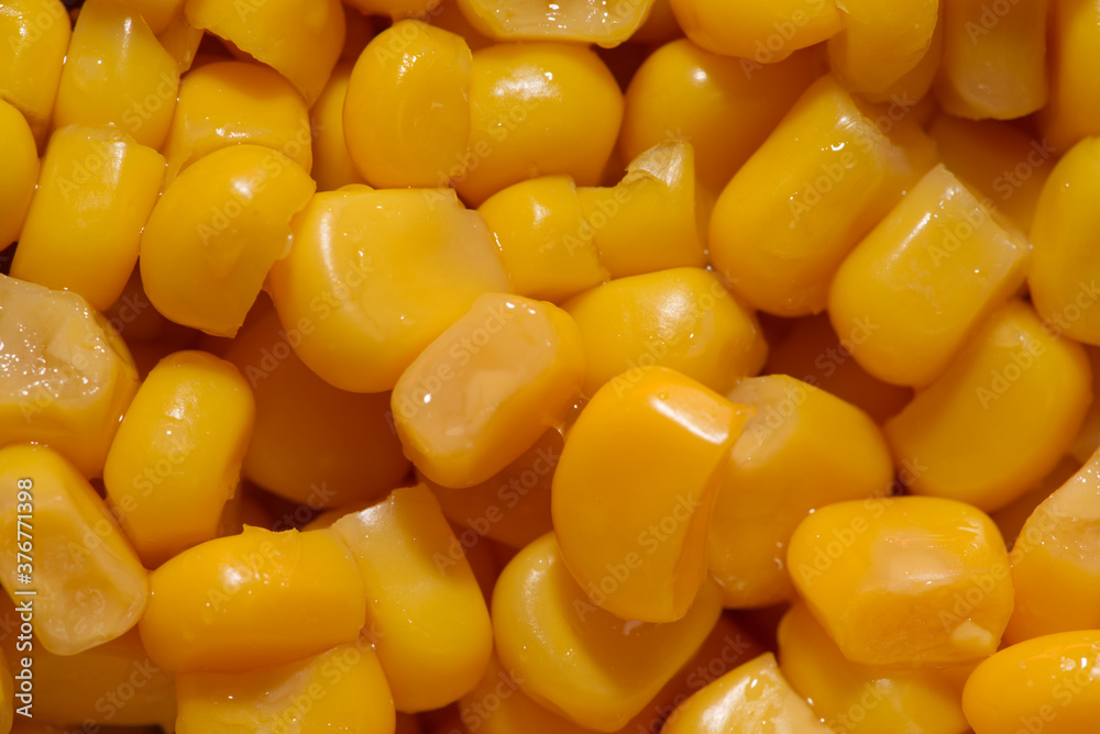 Yellow grains of corn macro, yellow grains texture Yellow grains of corn macro, yellow grains texture