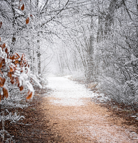 Nice winter scene covered w...