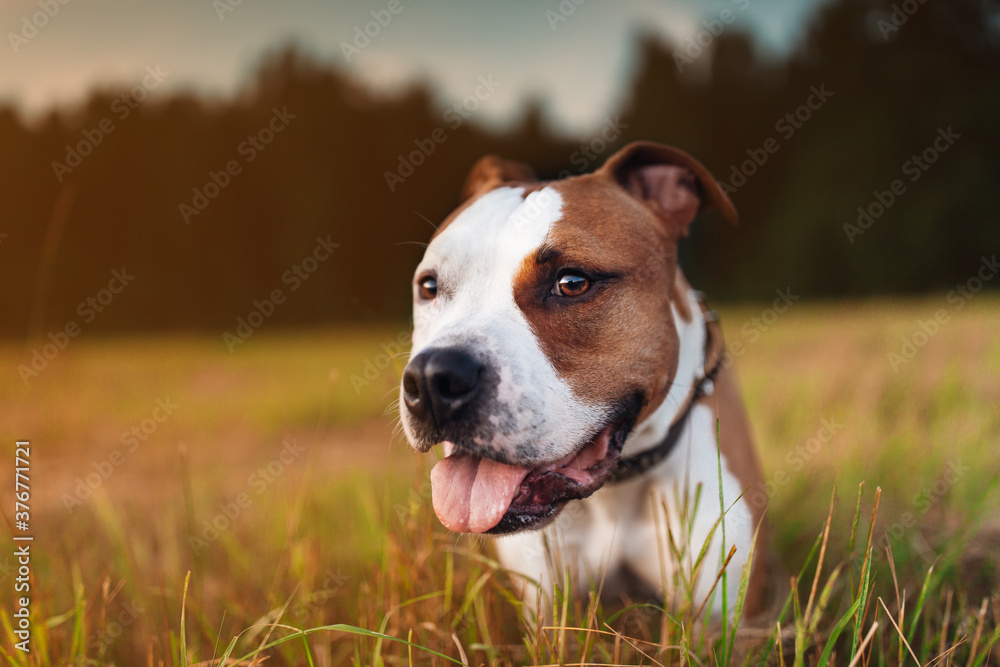 Amstaff dog is sitting at the grass and looking at camera