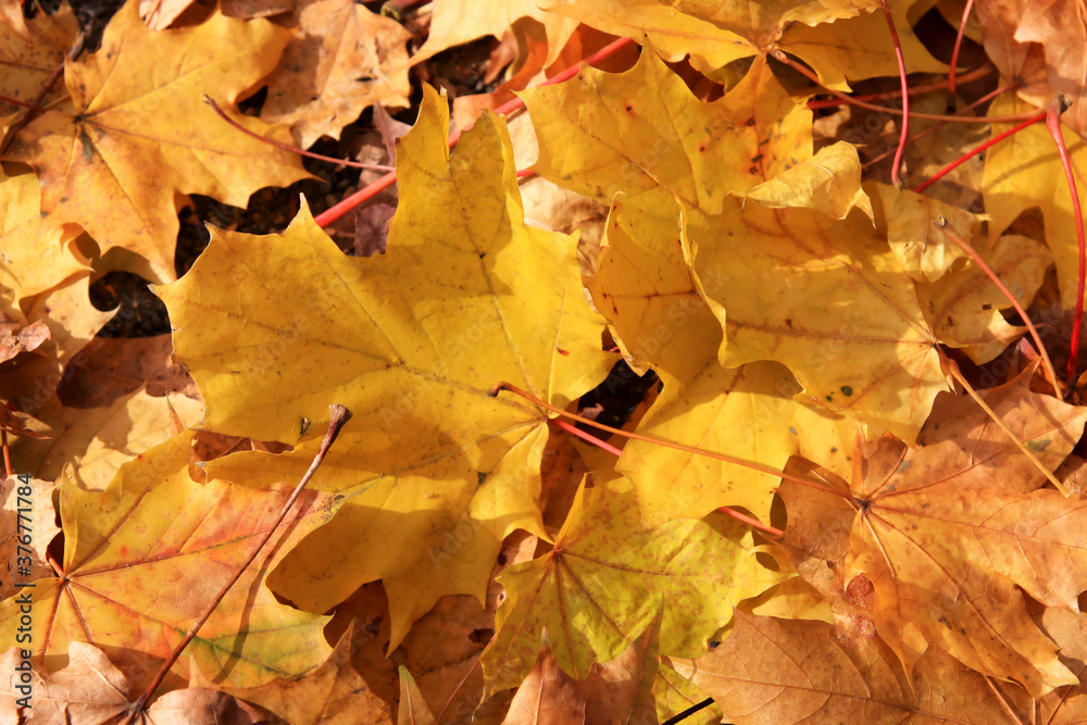yellow autumn leaves lying on the ground