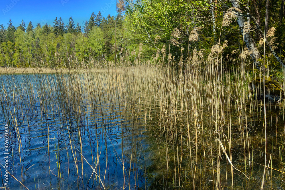 Overgrown shore of a small lake with reeds. Overgrown shore of a small lake with reeds.