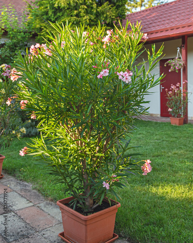 Nice oleander in the garden...