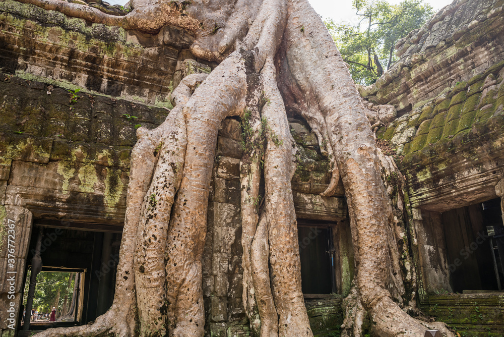 Temple ruins and overgrown tree roots at Ta Phrom, Angkor Wat, Cambodia Temple ruins and overgrown tree roots at Ta Phrom, Angkor Wat, Cambodia