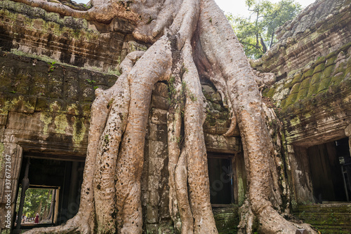 Temple ruins and overgrown tree roots at Ta Phrom, Angkor Wat, Cambodia