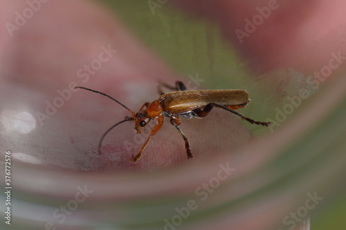 Tanbark borer, violet tanbark beetle (Phymatodes testaceus), family longhorn beetles (Cerambycidae). Netherlands, June