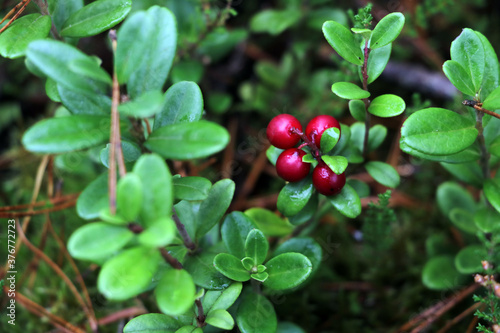 Foto Green lingonberry bush with red berries in the forest.