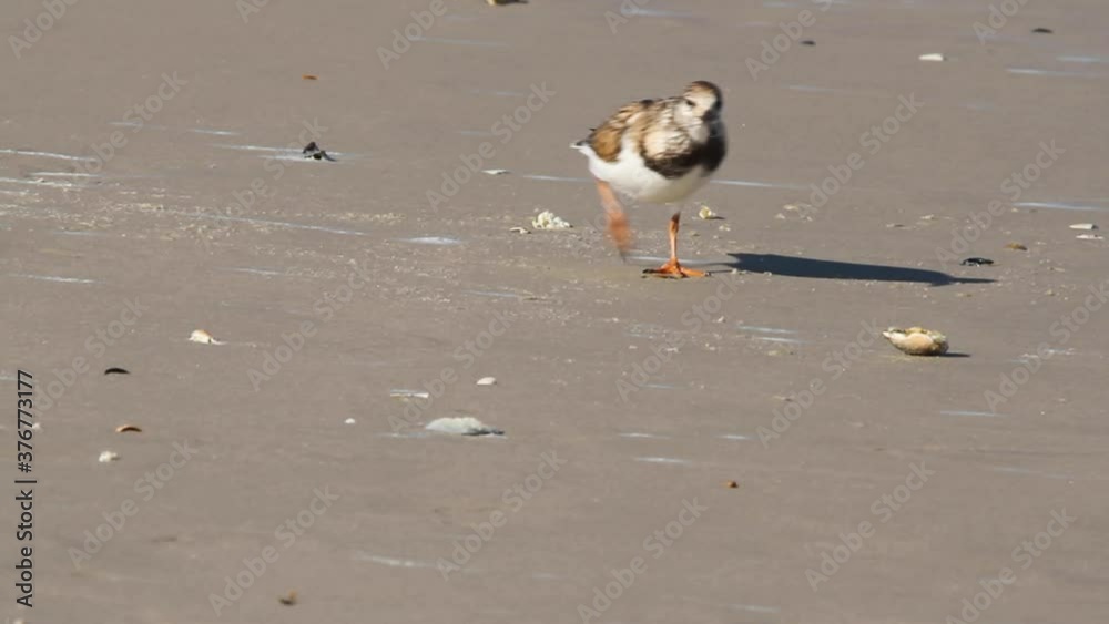 Footage of Calidris pusilla (semipalmated sandpiper) feeding on atlantic mole crabs (emerita talpoida) on Assateague Island beach. It scares off another sandpiper who comes to take a bite.