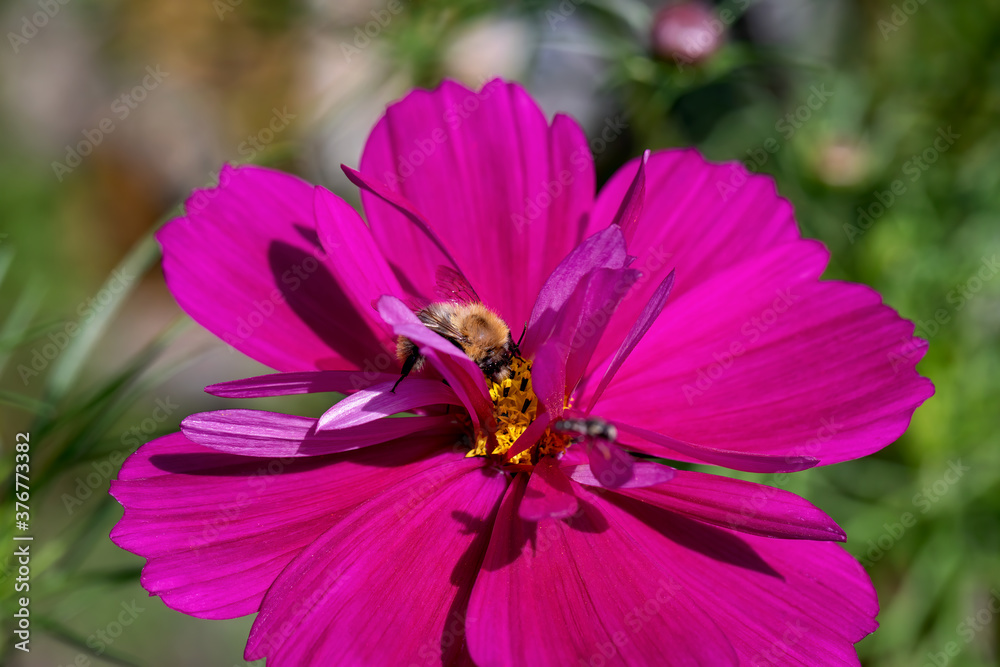 Bee on a flower macro summer background Bee on a flower macro summer background