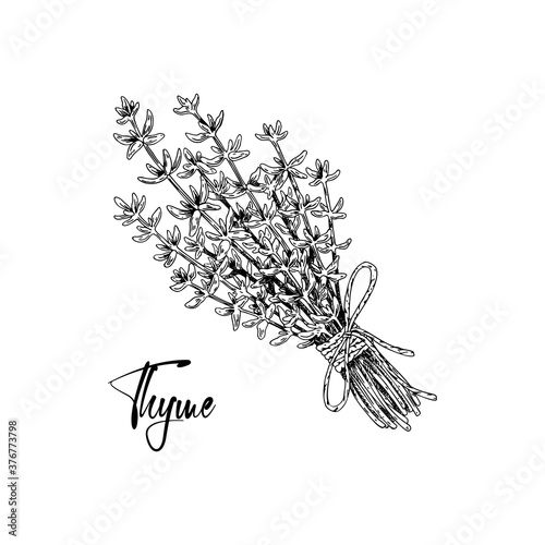 Hand drawn bunch of thyme tied with a rope with a bow isolated on white. Medical herb illustration in sketch stile. Vector illustration