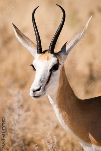 Close-up portrait of an African springbok  antidorcas marsupialis  in grasslands of Etosha National Park  Namibia  Southern Africa.