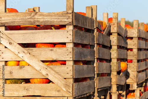 Autumn pumpkin harvest stacked in wooden crates and ready for transport