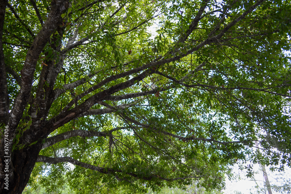 Fototapeta premium trees in the woods