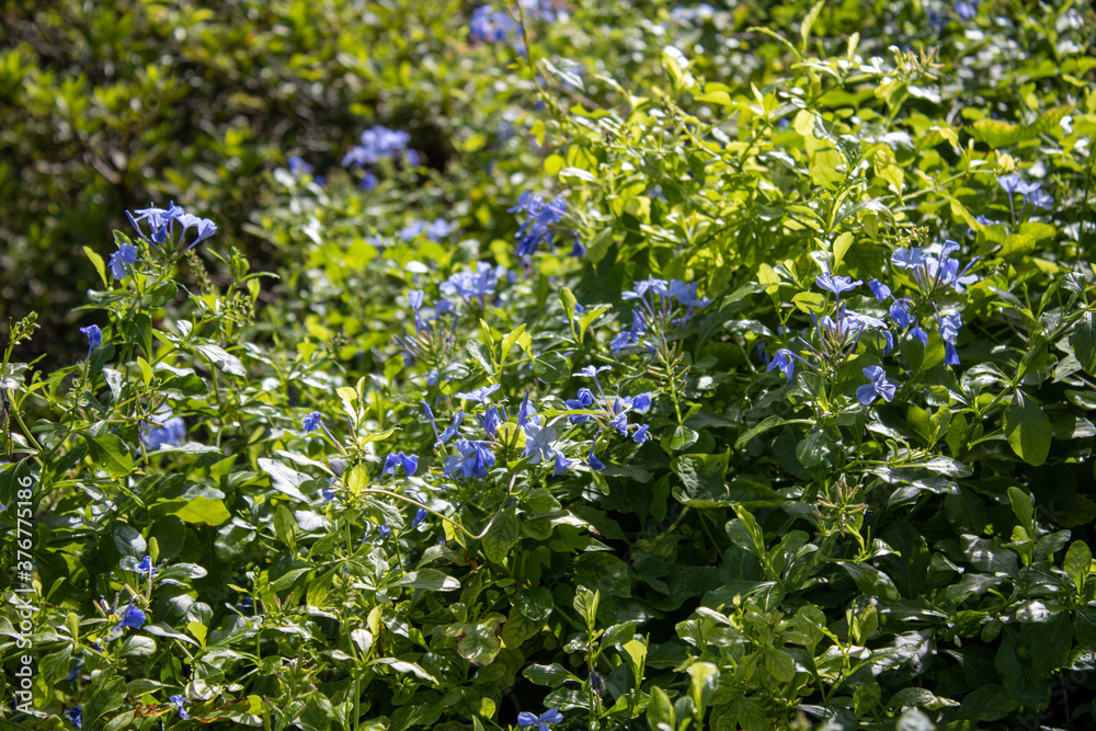 forget me not forget me not