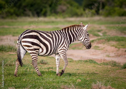 Common zebra of Kenya walks accross grasslands in winter