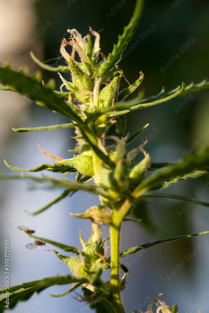Closeup of Cannabis female plant in flowering phase. Closeup of Cannabis female plant in flowering phase.