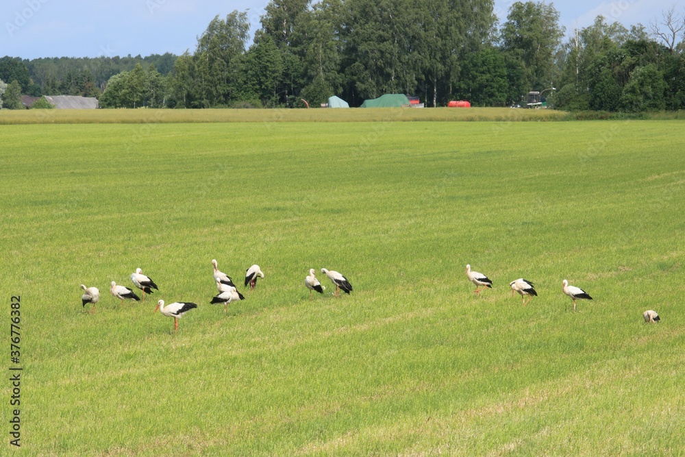 Many storks have landed on a green field in the vastness of Latvia in search of food on a summer day 2020 Many storks have landed on a green field in the vastness of Latvia in search of food on a summer day 2020