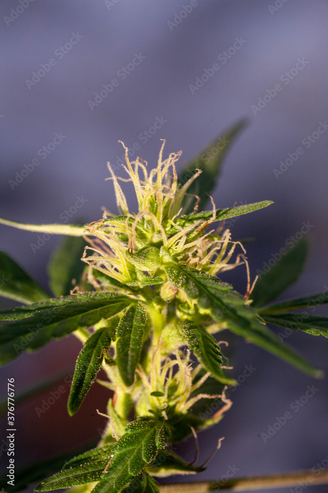 Closeup of Cannabis female plant in flowering phase. Closeup of Cannabis female plant in flowering phase.