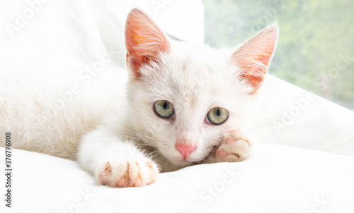 A small white cat lies on a white pillow