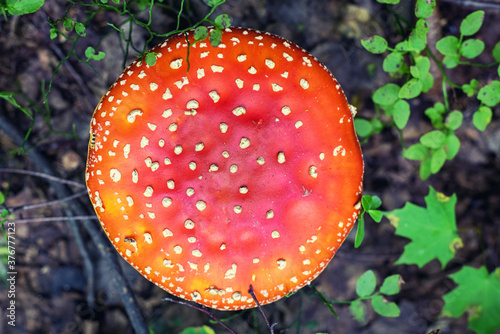 Top view red cap of Amanita mushroom in the forest.