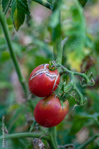 damaged by disease and pests of tomato leaves