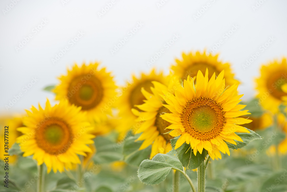 Fototapeta premium field of sunflowers