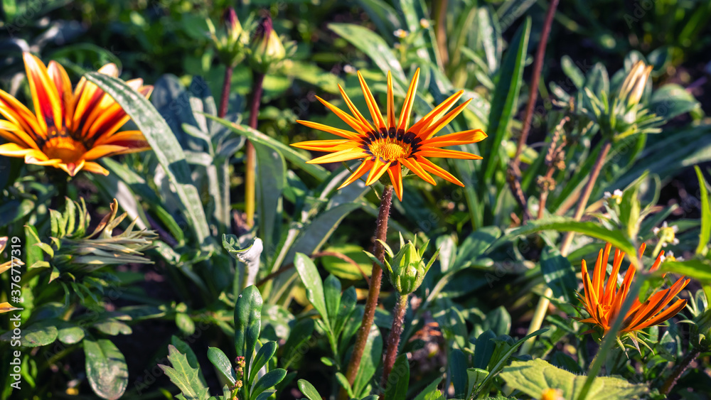 Bright Gazania in the summer garden, background. Bright Gazania in the summer garden, background.