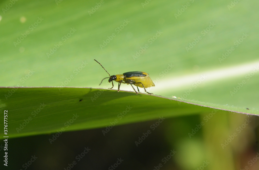 Fototapeta premium On the plant Western corn beetle