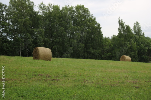 On green field the rolls of cut grass are dried for the cattle for the winter