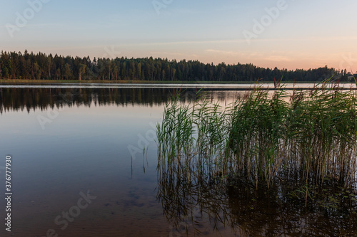 Sunrise over lake on a calm  peaceful morning  with forest in a background and reeds in a foreground
