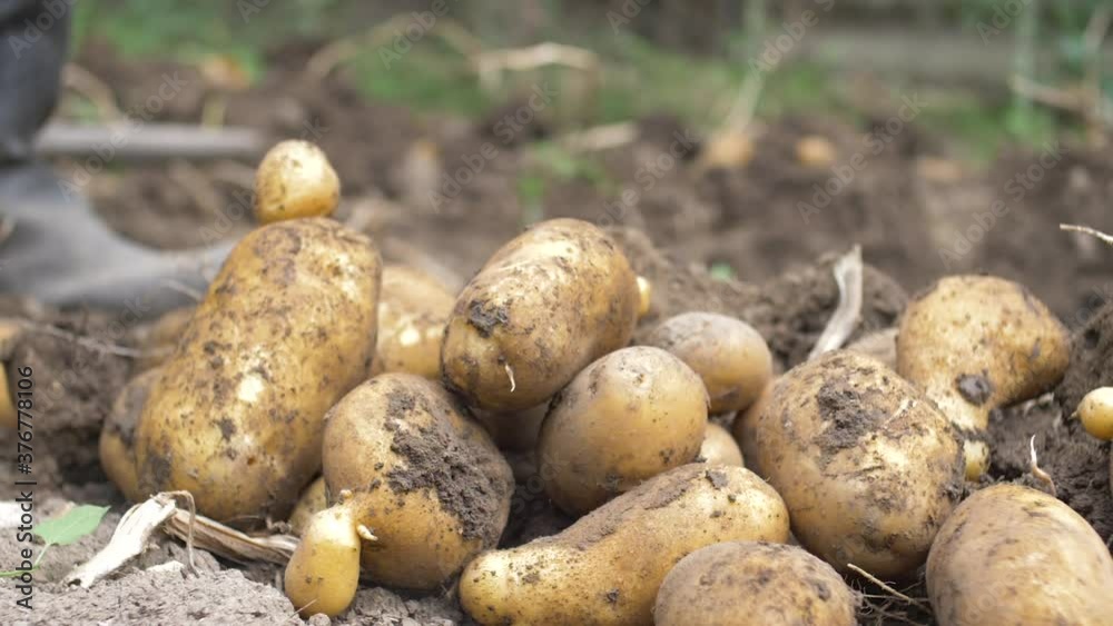 Organic potato. Freshly picked potato in a garden, covered with dirt. Potato harvest Organic potato. Freshly picked potato in a garden, covered with dirt. Potato harvest