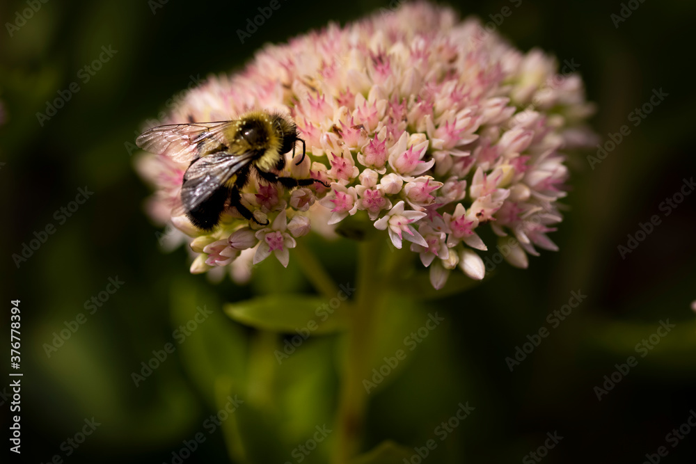 bee on pink sedum autumn joy