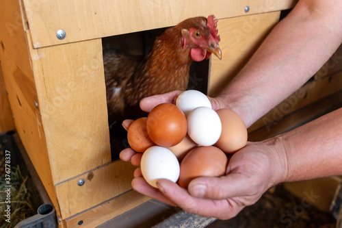 The male hands of the farmer collect the eggs from the henroost. The concept of modern subsistence farming. photo