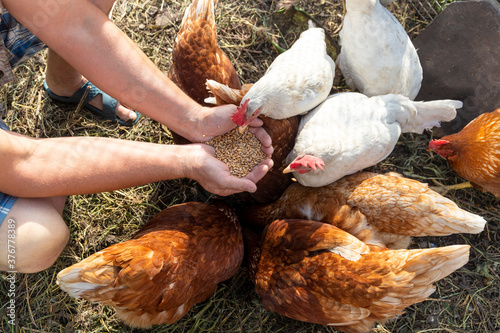 Obraz na płótnie The farmer hand-feeds his hens with grain