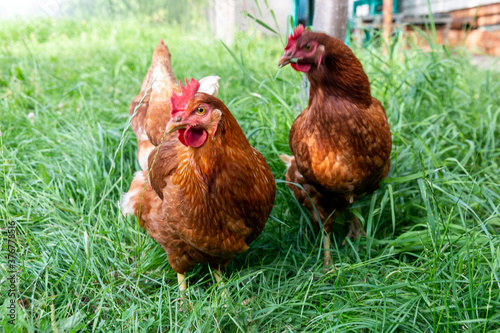 Brown hans having summer walk on the green grass in the domestic farm. Healthy organic poultry concept