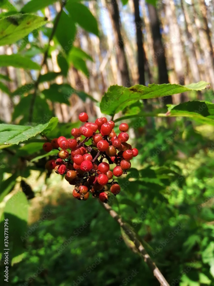 red berries on a bush red berries on a bush