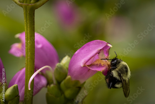 macro of bee on pink turtlehead